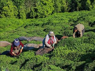 خرید تضمینی برگ سبز چای تا ۱۰ آبان تمدید شد