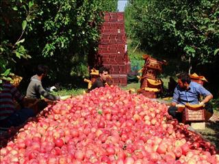 جزئیات رتبه‌های ۱ تا ۲۰ ایران در صادرات ۲۵ محصول کشاورزی